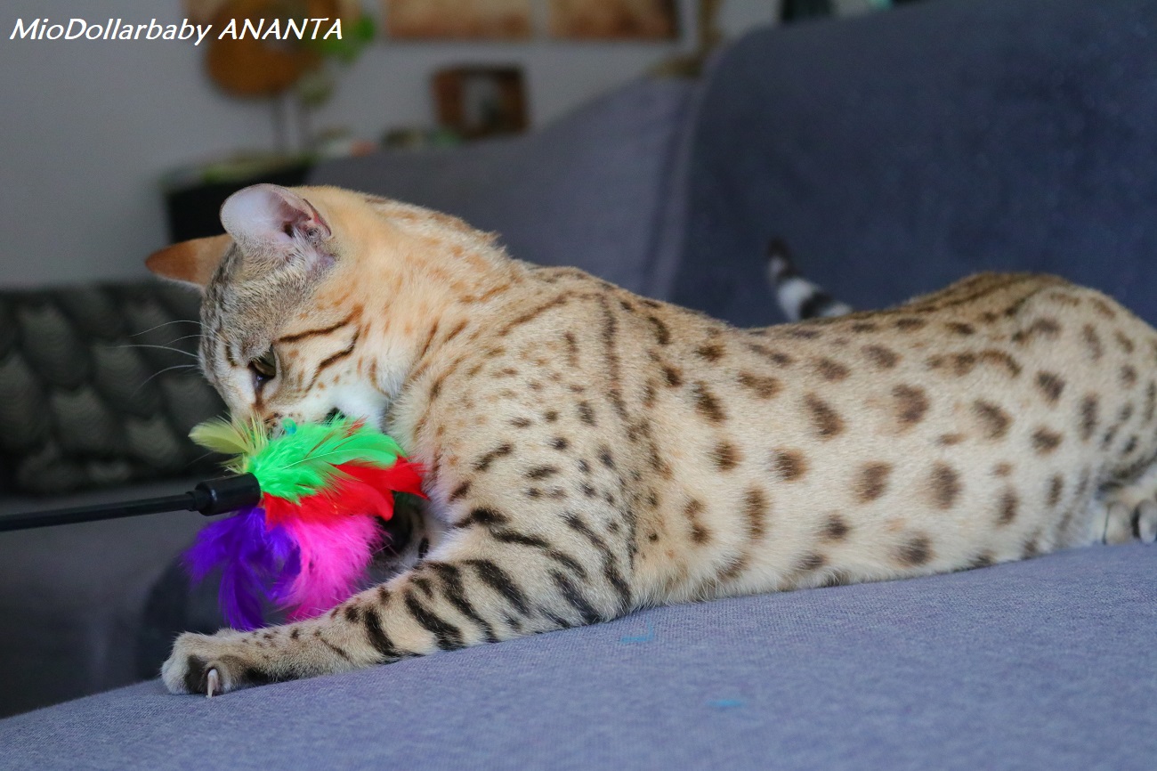 bengal brown spotted tabby